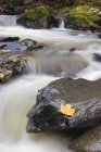 Folha de bordo na rocha em fluxo perto de Kamloops, Colúmbia Britânica, Canadá
. — Fotografia de Stock
