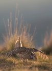 Masculino de cauda afiada grouse no acasalamento dança no prado — Fotografia de Stock