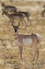 Pronghorn antilope in piedi su terreno arido del Nuovo Messico, Stati Uniti — Foto stock