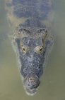 Crocodilo mexicano na água do rio Coba, Quintana Roo, México — Fotografia de Stock
