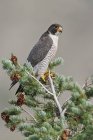Falco pellegrino appollaiato sulla cima della conifera, primo piano . — Foto stock