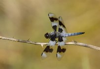 Doze libélula skimmer manchado sentado no galho, close-up . — Fotografia de Stock