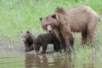 Grizzly oso con cachorros de pie en el prado por el agua . - foto de stock