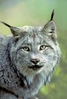 Канадський lynx, на відкритому повітрі фотографіях хтось дивитися вбік, портрет — стокове фото