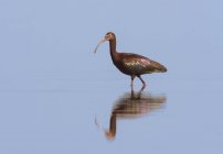 White-faced ibis wading in lake with reflection on water — Stock Photo