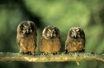 Boreal owlets perching on tree branch. — Stock Photo