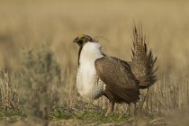 Greater sage grouse with spread tail feathers in meadow of Mansfield, Washington, USA — Stock Photo
