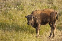 Bison des prairies juvéniles broutant dans la prairie du parc national Yellowstone, Montana, États-Unis — Photo de stock