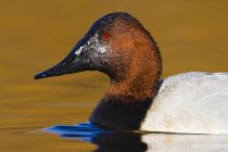 Canvasback duck swimming in water of lake, close-up. — Stock Photo