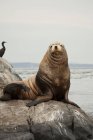 Steller sea lion and cormorant at Race Rocks in Canada. — Stock Photo