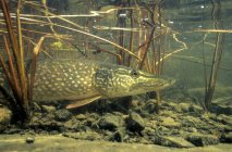 Northern pike fish basking in shallow water of northern lake, Canada. — Stock Photo