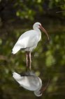 American white ibis guadare nel lago con riflesso in acqua — Foto stock