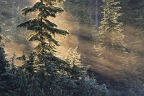 Солнечные лучи, сияющие сквозь деревья в Маунт Сеймур Провинциальный парк, Британская Колумбия, Канада . — стоковое фото