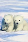 Cachorros oso polar sentados en la nieve en el Ártico de Canadá . - foto de stock