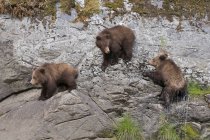 Urso pardo e filhotes andando na costa enquanto procuram comida . — Fotografia de Stock