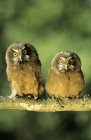 Boreal owlets perching on tree branch, close-up. — Stock Photo