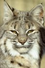 Portrait of wild bobcat in woodland outdoors — Stock Photo
