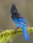 Синьо-попелястий Стеллер джей птах, що вбирається на мохоподібній гілці, крупним планом . — стокове фото