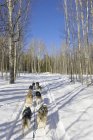 Rear view of dogs sledding on woodland road in Cariboo region of British Columbia, Canada — Stock Photo