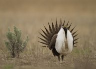 Greater sage grouse with spread tail feathers in meadow of Mansfield, Washington, EE.UU. - foto de stock