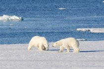 Osos polares de pie en la orilla helada del archipiélago de Svalbard, Ártico noruego - foto de stock