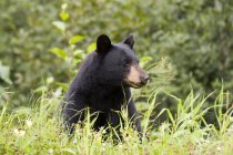 Urso negro americano comendo grama perto da cidade de Stewart na Colúmbia Britânica, Canadá — Fotografia de Stock