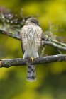 Sharp-shinned hawk sitting on tree branch — Stock Photo