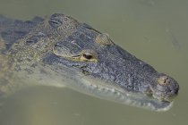 Crocodilo mexicano e peixes na água do rio Coba, Quintana Roo, México — Fotografia de Stock