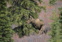 Moose with tracking collar and calf in Denali National Park, Alaska, United States of America. — Stock Photo