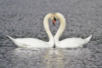 Mute swans swimming in pond and making heart shape with long necks. — Stock Photo