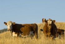 Beweidung neugieriger Rinder im Grasland in Kamloops, Britisch Columbia, Kanada. — Stockfoto