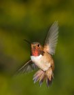 Male Rufous hummingbird in flight, close-up. — Stock Photo