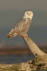 Snowy owl perching on driftwood and looking away. — Stock Photo