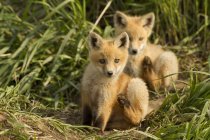 Red fox kits scratching in green meadow grass. — Stock Photo