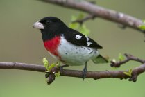 Rose-breasted grosbeak perched on apple tree branch. — Stock Photo