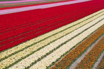 Natürliches Muster des Feldes von bunten Tulpen, Nordholland, Niederlande — Stockfoto