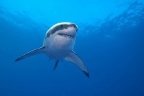 Большая белая акула плавает в голубой морской воде . — стоковое фото