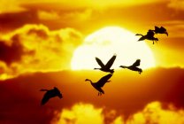 Flock of Canada geese flying and landing against sunset in sky. — Stock Photo