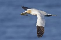 Northern gannet bird flying and carrying aquatic plants along sea water — Stock Photo