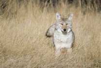 Caccia al coyote nel prato nel Jasper National Park, Alberta, Canada — Foto stock