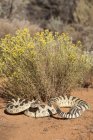 Grande cascavel bacia no deserto do Arizona, EUA — Fotografia de Stock