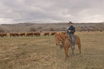 Ковбой на коні дивитися стадо корів на ранчо поблизу Merritt, Британська Колумбія, Канада — стокове фото