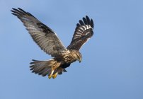 Faucon aux pattes rugueuses volant contre le ciel bleu — Photo de stock