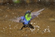Violet-crowned woodnymph hummingbird bathing in stream of tropical forest, close-up. — Stock Photo