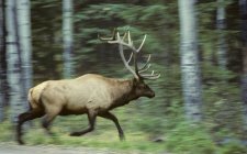 Лось бежит с размытым движением в лесах Альберты, Канада . — стоковое фото
