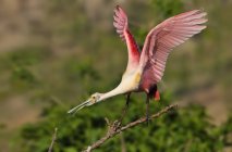 Roseate spoonbill standing on dry branch with wings outstretched. — Stock Photo