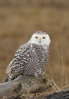 Snowy owl perching on wood in autumnal meadow. — Stock Photo
