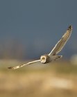 Короткоухий сова в полете с распростертыми крыльями . — стоковое фото