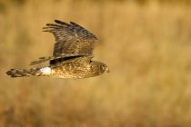 Northern harrier flying over prairie with wings outstretched. — Stock Photo