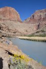 Spröder Busch blüht über dem Besucher am kleinen Colorado-Fluss, Grand Canyon, Arizona, Vereinigte Staaten — Stockfoto
